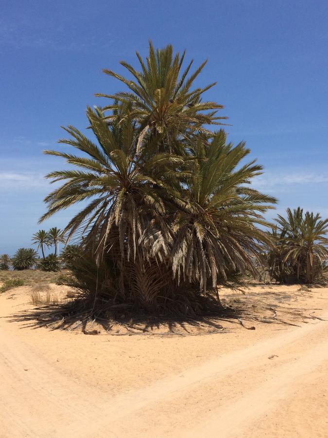 Bed and Breakfast Dar Jasmin Djerba Temlale Exterior foto